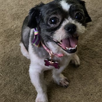 Brittney's Bark Avenue - Sweet smiles - Pet Groomers Near Me - Fresno, California
