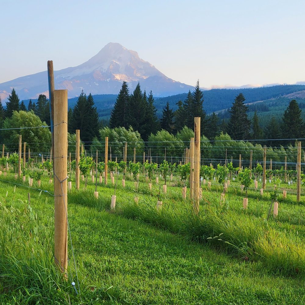 Grateful Vineyard - Wine Tasting Room Near Me - Mount Hood, Oregon Grateful Vineyard - Wine Tasting Room Near Me - Mount Hood, Oregon