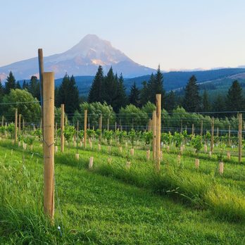 Grateful Vineyard - Wine Tasting Room Near Me - Mount Hood, Oregon