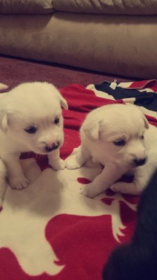 Bear Trail Farm by null