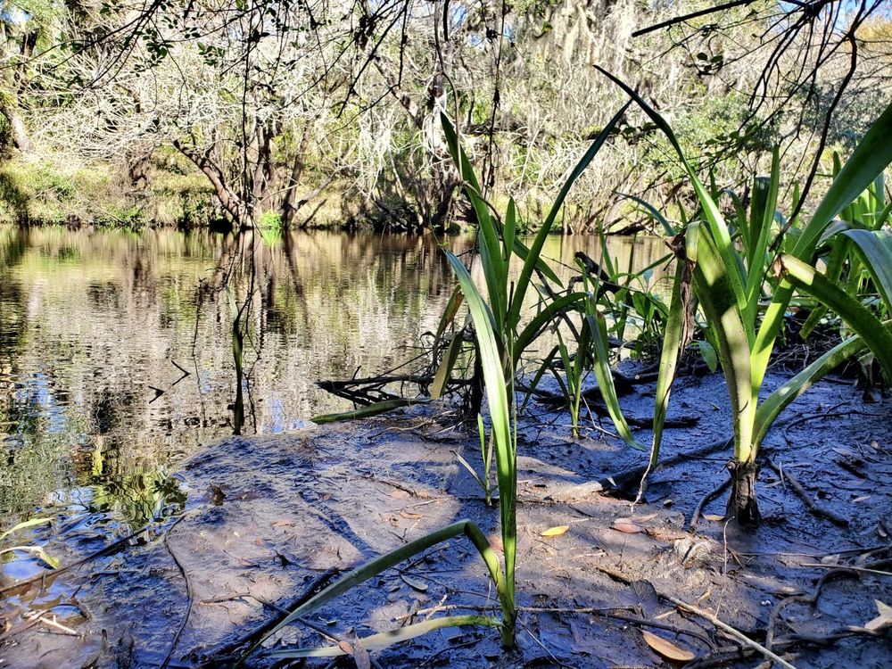 Little Manatee River State Park Image