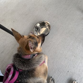 Bohemian Bull - Service Dog "Daisy" - Burgers Near Me - Spring, Texas Bohemian Bull - Service Dog "Daisy" - Burgers Near Me - Spring, Texas