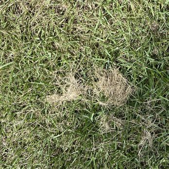 Your Green Team - Clumps of mowed grass left all Over the lawn - Pest Control Near Me - Plant City, Florida Your Green Team - Clumps of mowed grass left all Over the lawn - Pest Control Near Me - Plant City, Florida