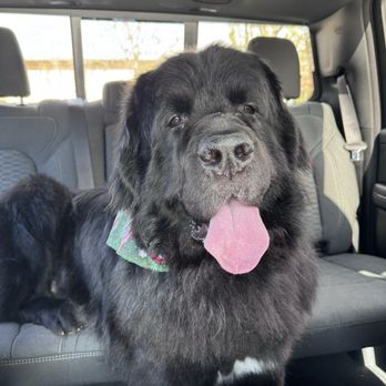 Woof Gang - After Grooming - Pet Stores Near Me - Tomball, Texas Woof Gang - After Grooming - Pet Stores Near Me - Tomball, Texas