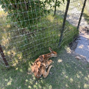 Yellowstone Bear World - baby deer - Zoos Near Me - Rexburg, Idaho