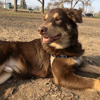 Carmichael Dog Park - Dog Parks Near Me - Carmichael, California