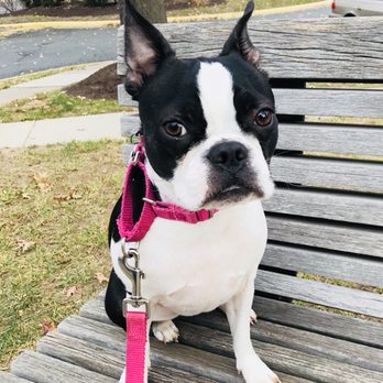 Pet Quirk - Bellers - Dog Walkers Near Me Pet Quirk - Bellers - Dog Walkers Near Me