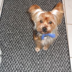A Dog's Best Friend - Matt Jr.