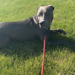 Dog Training Now