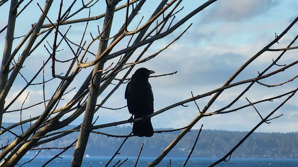 Carkeek Park by null