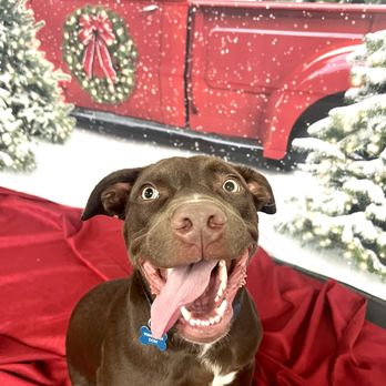 My Dog's Got Class - Some client dogs pose for holiday pictures - Pet Training Near Me - Lebanon, New Jersey My Dog's Got Class - Some client dogs pose for holiday pictures - Pet Training Near Me - Lebanon, New Jersey