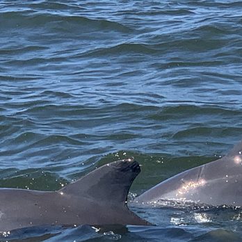 Island Ferry St Pete Beach - Dolphins - Rafting/Kayaking Near Me - Tierra Verde, Florida