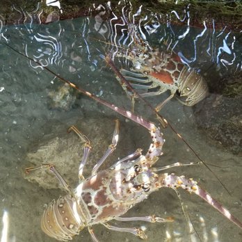 Florida Keys Aquarium Encounters - Spiny lobsters - Aquariums Near Me - Marathon, Florida Florida Keys Aquarium Encounters - Spiny lobsters - Aquariums Near Me - Marathon, Florida