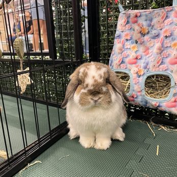 Layla's Bunnyville - Petting Zoos Near Me - Tempe, Arizona