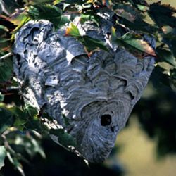 Pacific Coastal Pest Control - Photo
