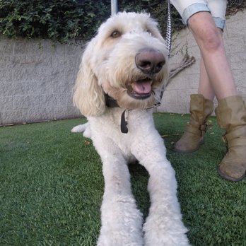 The Zen Dog - Dog training class labradoodle - Pet Training Near Me