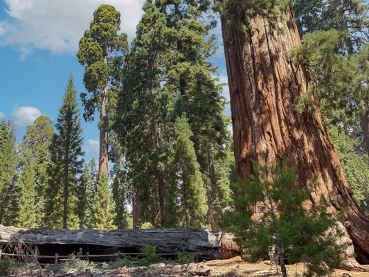 General Grant Tree by null