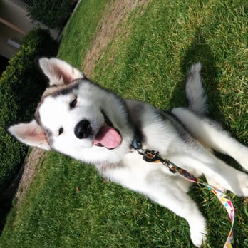 Hot Dog On a Leash - Pet Training Near Me - Carlsbad, California Hot Dog On a Leash - Pet Training Near Me - Carlsbad, California