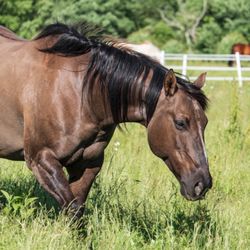 Jocks Horse and Dog boarding Farm