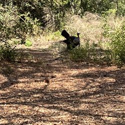 Pa’s Garden Service - Turkey enjoying some open landscape
