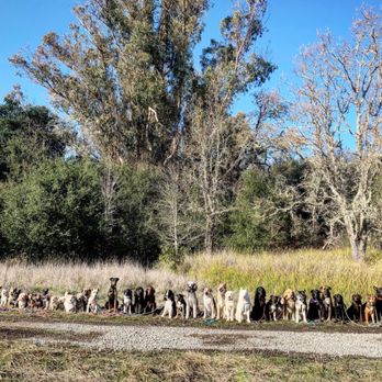 Bonehemian Wags - Dog Walkers Near Me - Sebastopol, California