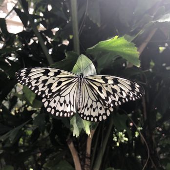 Butterfly Pavilion - Museums Near Me - Westminster, Colorado Butterfly Pavilion - Museums Near Me - Westminster, Colorado