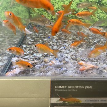 PetSmart - Fish eating fish - Pet Stores Near Me - SAN ANTONIO, Texas
