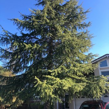 SSR Tree & Trimming Services - Tree cut down. - Tree Services Near Me SSR Tree & Trimming Services - Tree cut down. - Tree Services Near Me