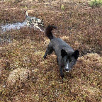 Moon Dog Kennel - Walking Tours Near Me