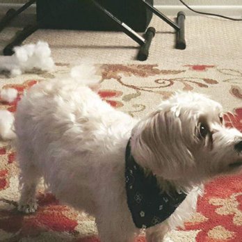 Puppy Salon - Ha, ha, ha! I shredded my toy! - Pet Groomers Near Me - Whittier, California