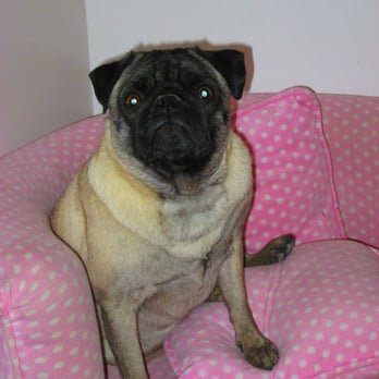 La Niche - Pet Sitting Near Me - Longueuil, Quebec La Niche - Pet Sitting Near Me - Longueuil, Quebec