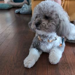 Odie with his fresh new do' ! Odie with his fresh new do' !