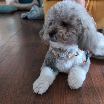 The Dog Barber - Odie with his fresh new do' ! - Pet Groomers Near Me - San Francisco, California The Dog Barber - Odie with his fresh new do' ! - Pet Groomers Near Me - San Francisco, California