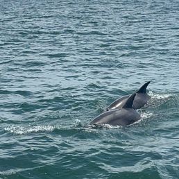 Dolphins swimming near the boat