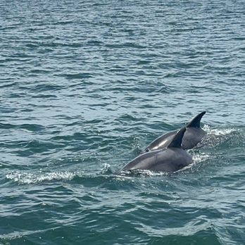 Blue Wave Adventures - Dolphins swimming near the boat - Boat Tours Near Me - Murrells Inlet, South Carolina