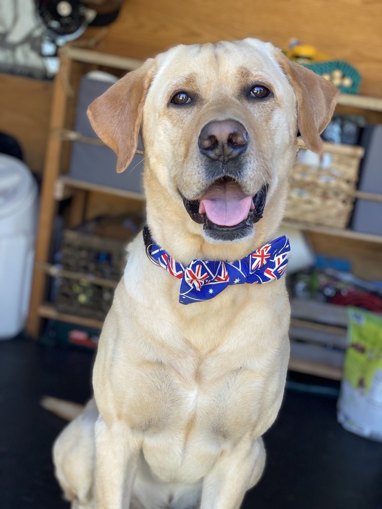 CANINE CLEAN Updated July 2024 17 Photos & 19 Reviews 2311