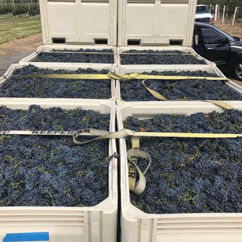 Fortuity Cellars - Fresh picked Malbec - Wine Tasting Room Near Me - Wapato, Washington
