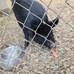 Olive The Parkrose Pig