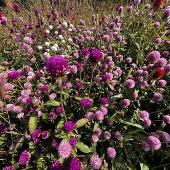 Pear Bloom Farm - Globe amaranth in bloom - Fruits & Veggies Near Me - Hood River, Oregon