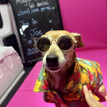 Magic Touch Pet Dental - Joe - Veterinarians Near Me Magic Touch Pet Dental - Joe - Veterinarians Near Me