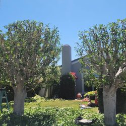 Carlos Ceron Gardening Services