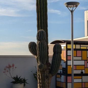 The Source - Cactus on the third level of The Source - Shopping Centers Near Me - Buena Park, California