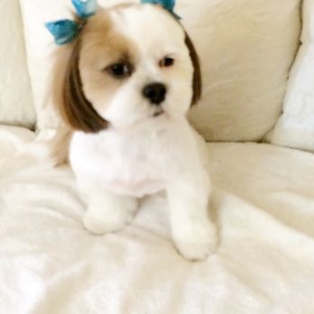 Kimi's K9 Kastle - Pet Groomers Near Me - San Marino, California Kimi's K9 Kastle - Pet Groomers Near Me - San Marino, California