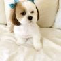 Photo of Kimi's K9 Kastle