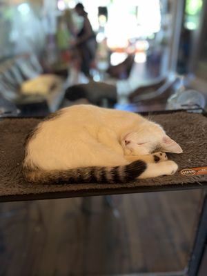 Mac Tabby Cat Cafe - Charlotte by null