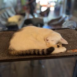Mac Tabby Cat Cafe - Another sleepy cat