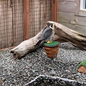 Alaska Rainforest Sanctuary - Peregrine Falcon in the Raptor Center. - Tours Near Me - Ketchikan, Alaska Alaska Rainforest Sanctuary - Peregrine Falcon in the Raptor Center. - Tours Near Me - Ketchikan, Alaska