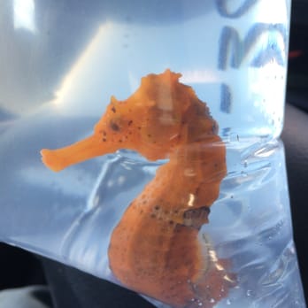 Rainbow Aquarium and Pond - Brazilian Seahorse. On his way home! - Aquarium Services Near Me - Arleta, California