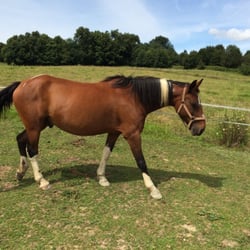 Randonnées Equestres - Apache.