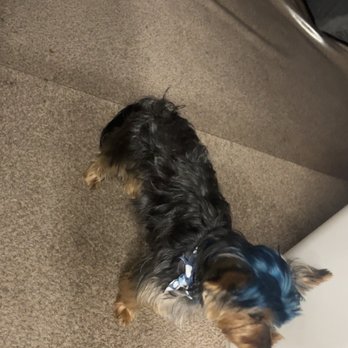 The Rich Groomer - This is what i got - Pet Groomers Near Me - Sacramento, California